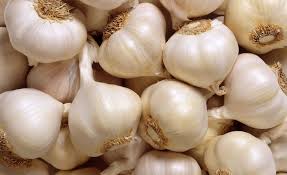 Garlic